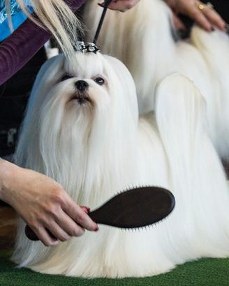 maltese toy