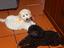 Immagine 3