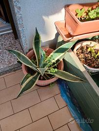 pianta agave 