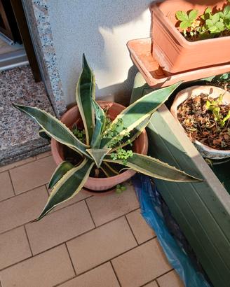 pianta agave 