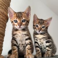 Bengala cuccioli prenotazioni durante l'anno