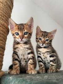 Bengala cuccioli prenotazioni durante l'anno