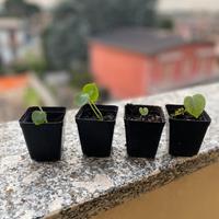 Baby anthurium ibridi Clarinervium X Besseae