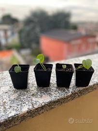 Baby anthurium ibridi Clarinervium X Besseae