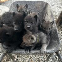 Cuccioli di Wolfdog