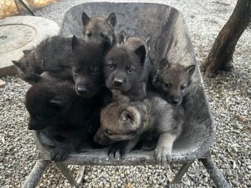 Cuccioli di Wolfdog