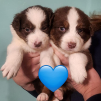 Cuccioli di Pastore Australiano