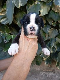 boxer