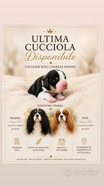 Cucciola cavalier king con pedigree enci
