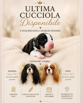 Cucciola cavalier king con pedigree enci