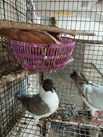 Colombe