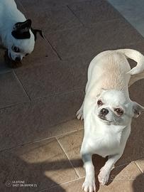 Chihuahua
