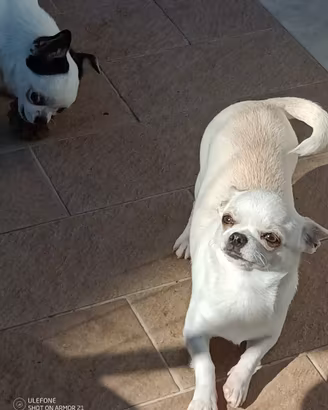 Chihuahua