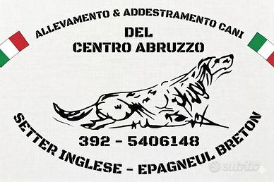 Setter Inglese Fortissimo Su Quaglie e Beccacce