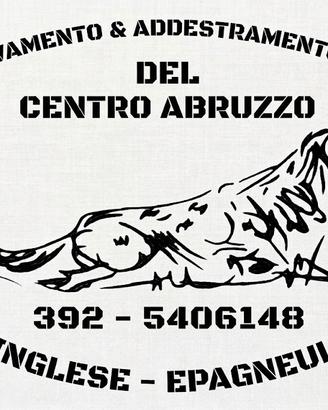 Setter Inglese Fortissimo Su Quaglie e Beccacce