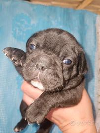 Bulldog francese 1 maschio bringe