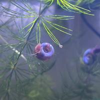 Lumache planorbellae