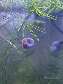 Lumache planorbellae