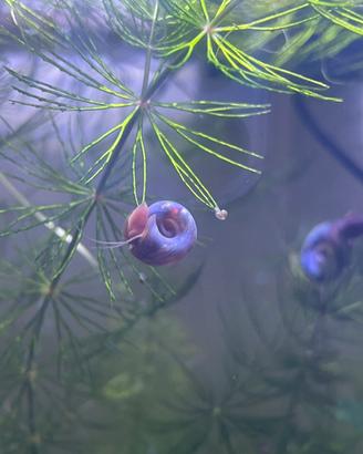Lumache planorbellae