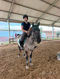 Cavallo