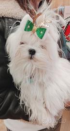 Cucciolo Maltese Coreano