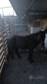 Pony bravo con bambini