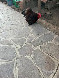 Galletto cocincina