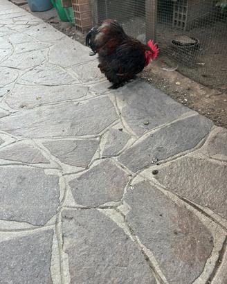 Galletto cocincina