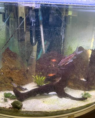 Acquario 200 litri