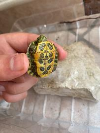 Tartaruga giovanissima di acqua