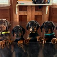 Meravigliosi cuccioli di Dobermann