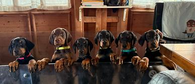 Meravigliosi cuccioli di Dobermann