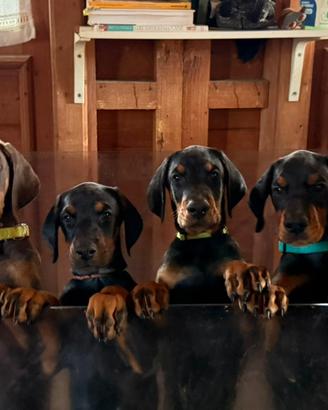 Meravigliosi cuccioli di Dobermann