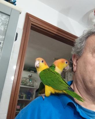 pappagalli 