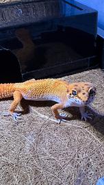 Geco leopardino
