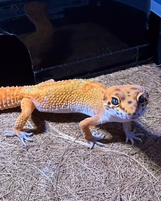 Geco leopardino