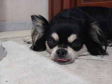 Cihuahua a pelo lungo per accoppiare