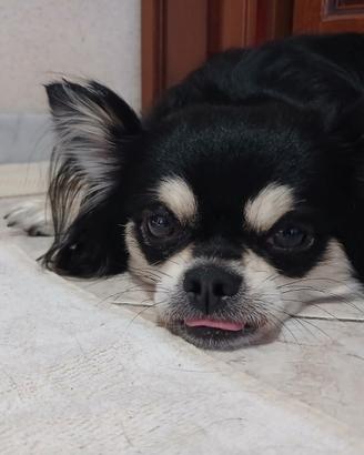 Cihuahua a pelo lungo per accoppiare