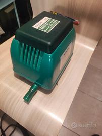 areatore Hailea 