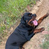 Rottweiller per monta