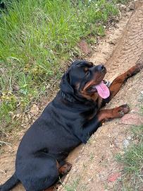 Rottweiller per monta