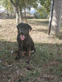 Cucciolo Pastore Tedesco × Labrador maschio - Cass