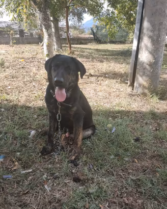 Cucciolo Pastore Tedesco × Labrador maschio - Cass