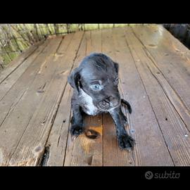 Cuccioli di drathar e setter