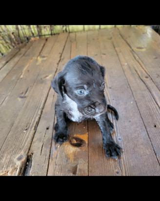 Cuccioli di drathar e setter