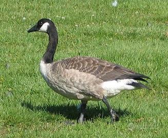 Oca/oche del Canada C.E.R.C.O