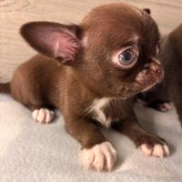 Cucciolo di chihuhua maschio con pedigree