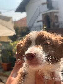 Cuccioli border collie red