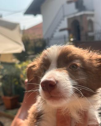 Cuccioli border collie red