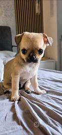 Tenero cucciolo
